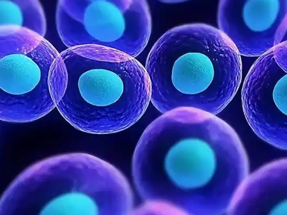 关于细胞的介绍